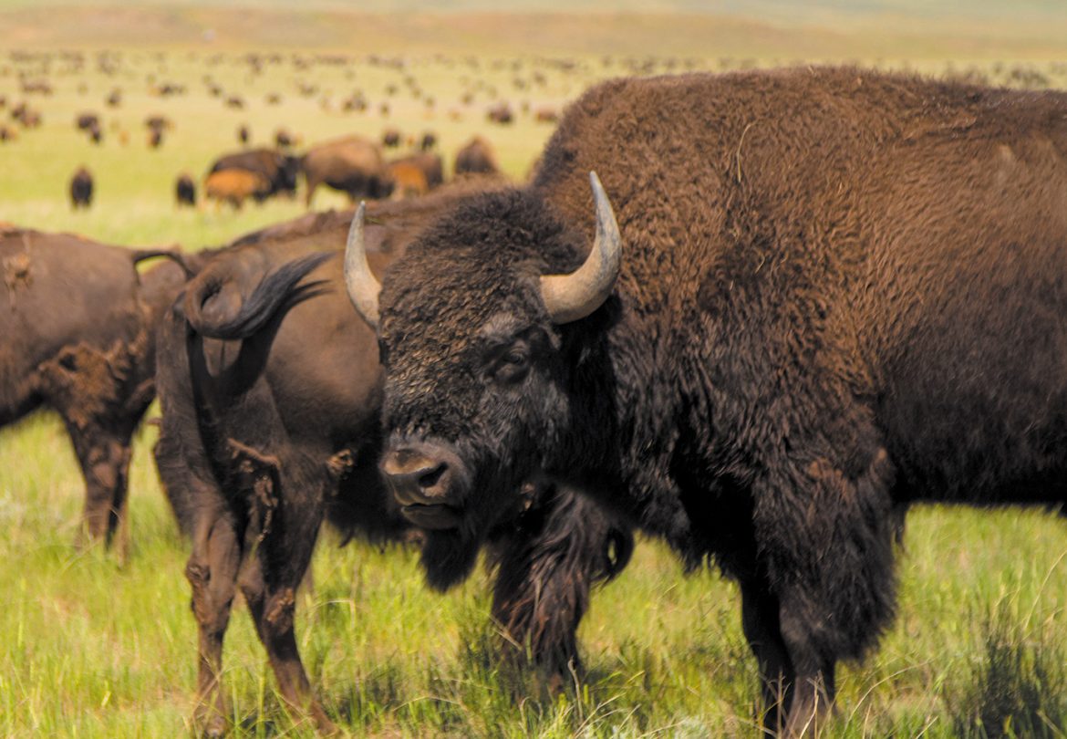 Gillette Convention Youth Program