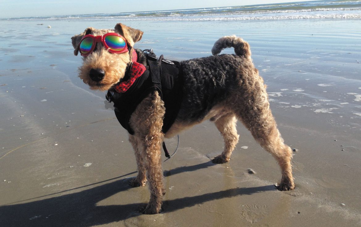 Family Matters: This Pooch Has Panache