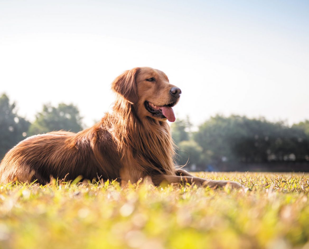 Where The Humble Bean Is King . . . And A Golden Retriever Talks