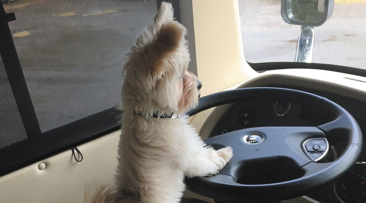 Family Matters: Doggone Cute