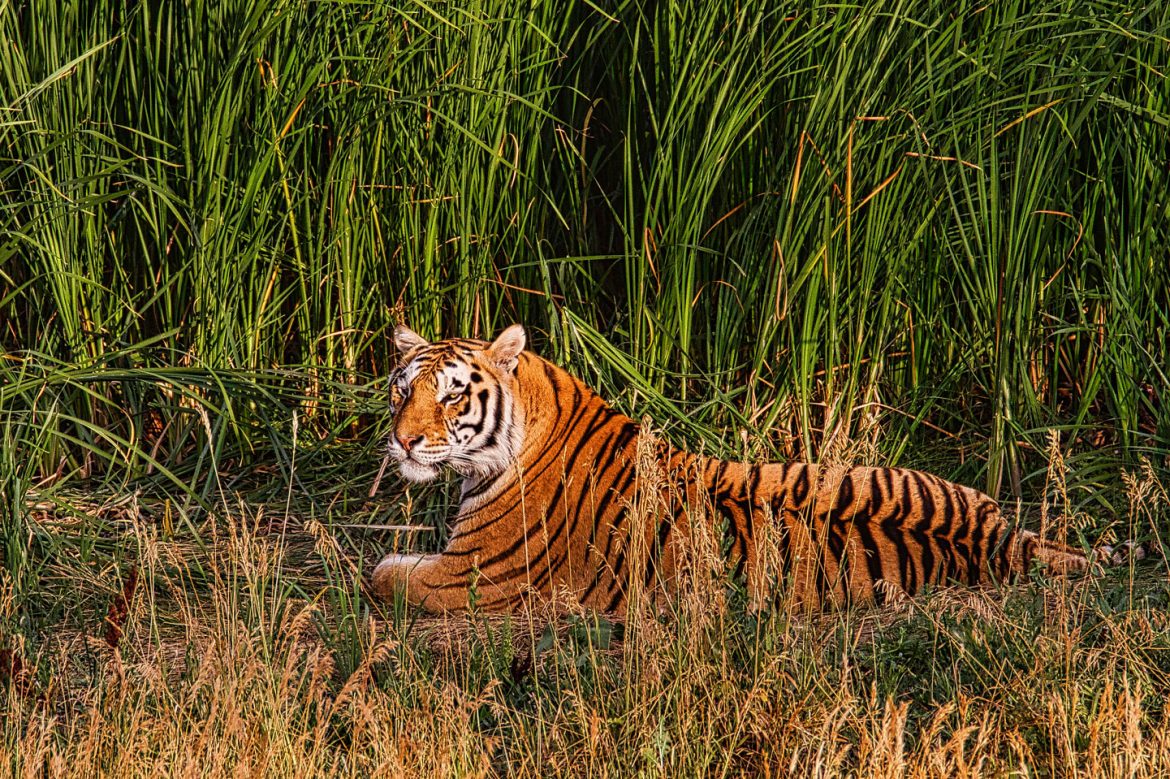 Free To Roam At The Wild Animal Sanctuary