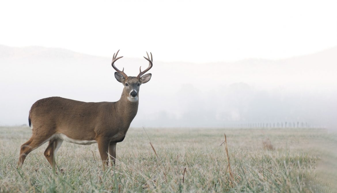 Oh, Deer