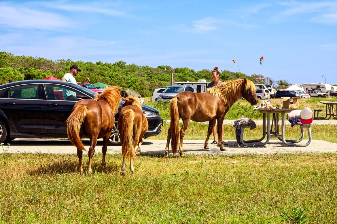 Where Wild Horses Roam