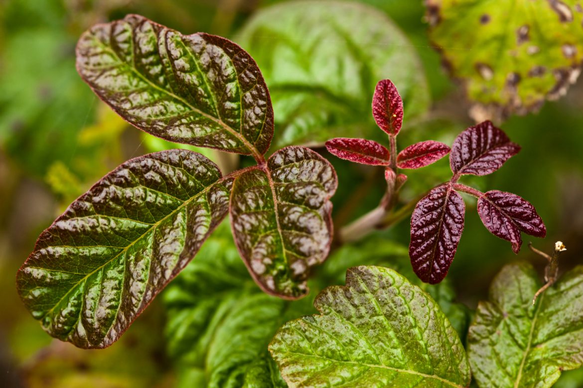 Poisonous Plants: Perils And Prevention