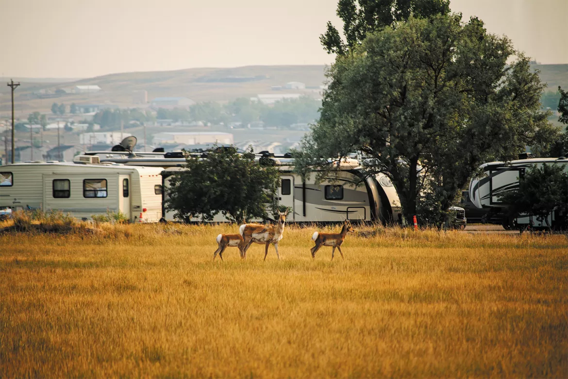 Room To Roam In Gillette, Wyoming