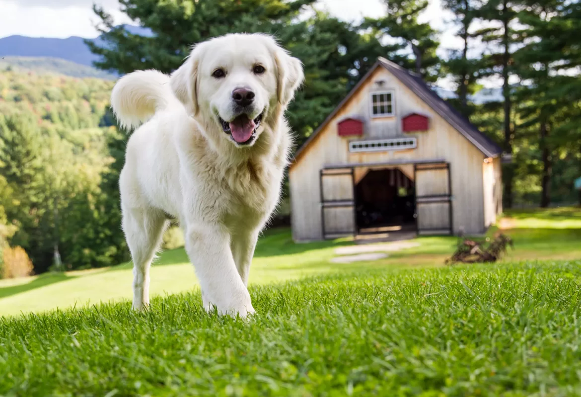 Vermont is Dog Heaven