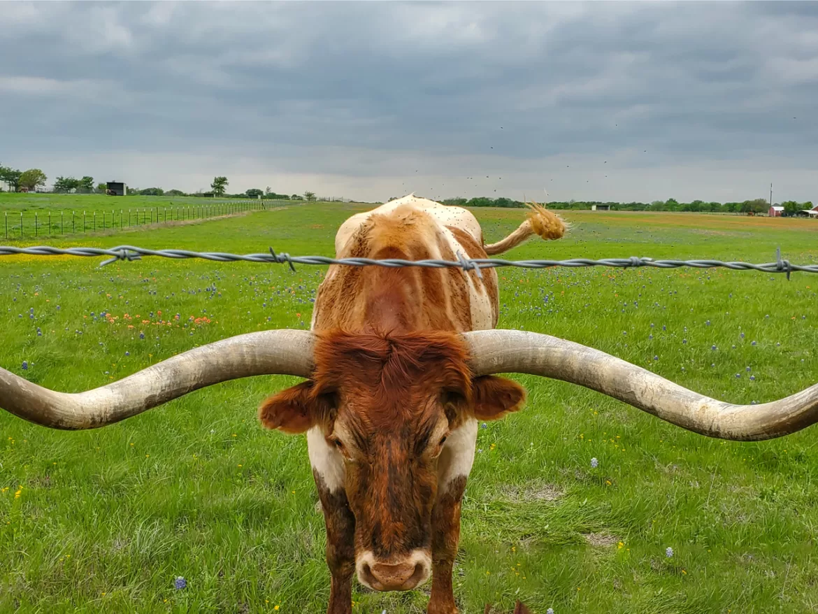 Rear View: February 2024