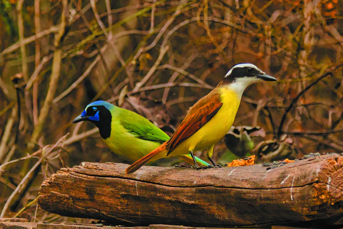 Natural Wonders in the Rio Grande Valley 