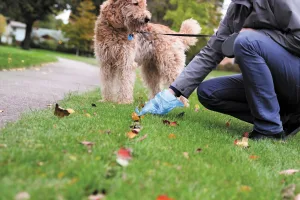 Irresponsible pet owners leave messes at parks and rest stops. Pick up after your dog and help keep shared spaces clean for all.