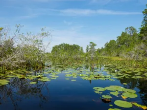 Gators, turtles, birds, and other wildlife call Okeefenokee Swamp Park home.