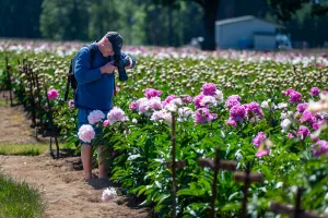 Adelman's numerous varieties of peonies are pretty as a picture.