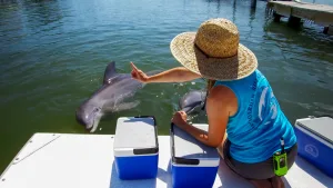 The Dolphin Research Center, Marathon.