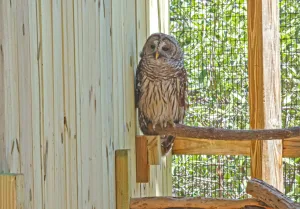 Laura Quinn Wild Bird Sanctuary, Key Largo.