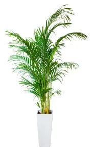 Bamboo Palm