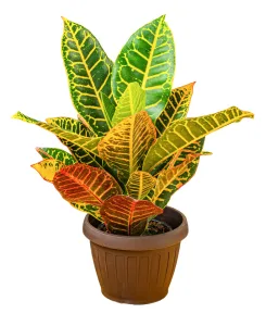 Croton