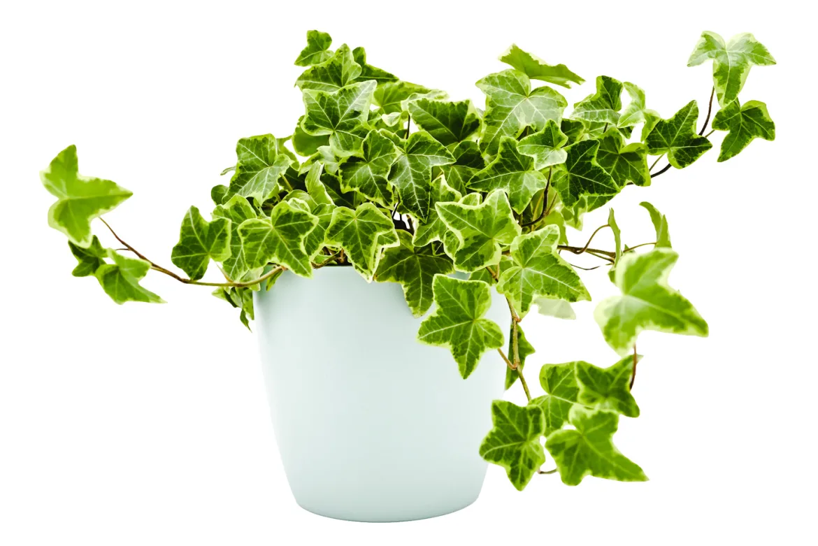 Growing on the Go