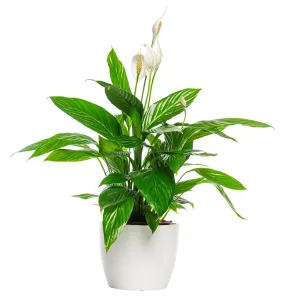 Peace Lily
