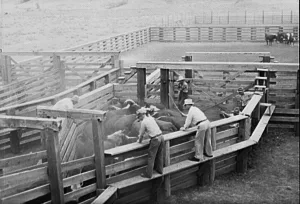 Cattle contributed to Medora's early growth.