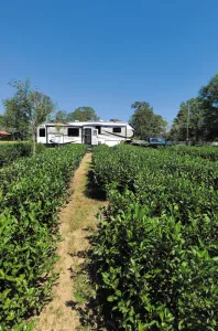 Larry and Mary visited the Great Mississippi Tea Company near Brookhaven, Mississippi. 